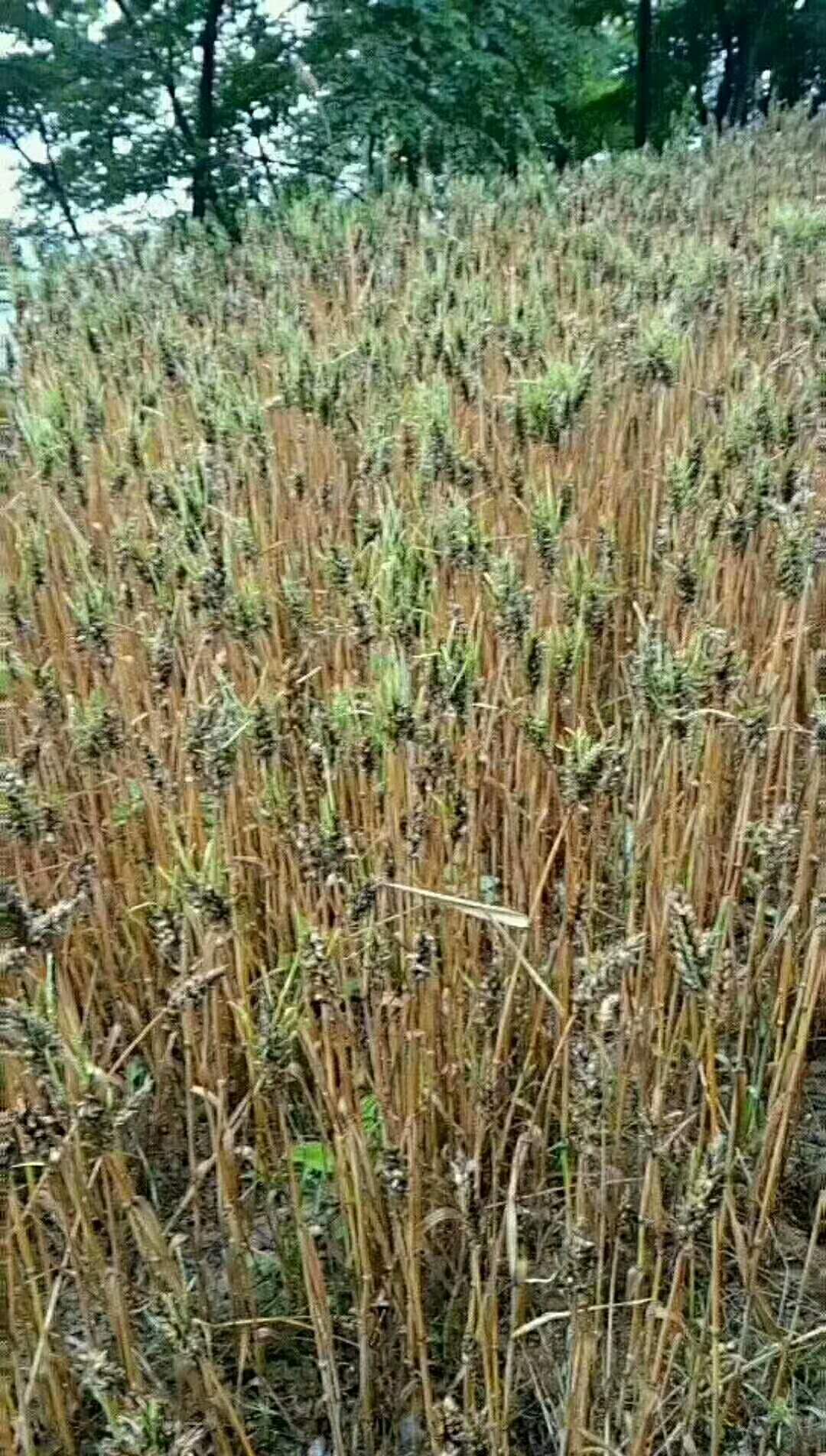 0FD7EB6171104EFD8EC53D354763C757jpeg