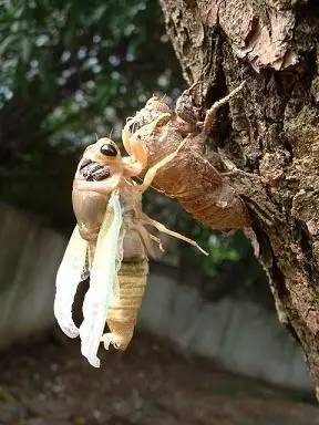 标签 蝉不可否认,有一小部分被人类挖了出来,或者被捉走炸了吃掉了,这