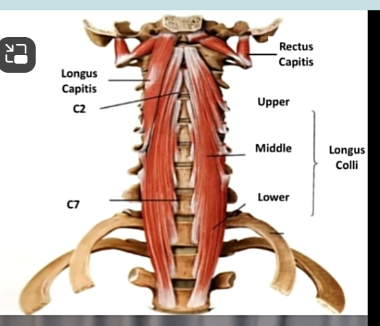 Clip_2024-05-23_22-32-21